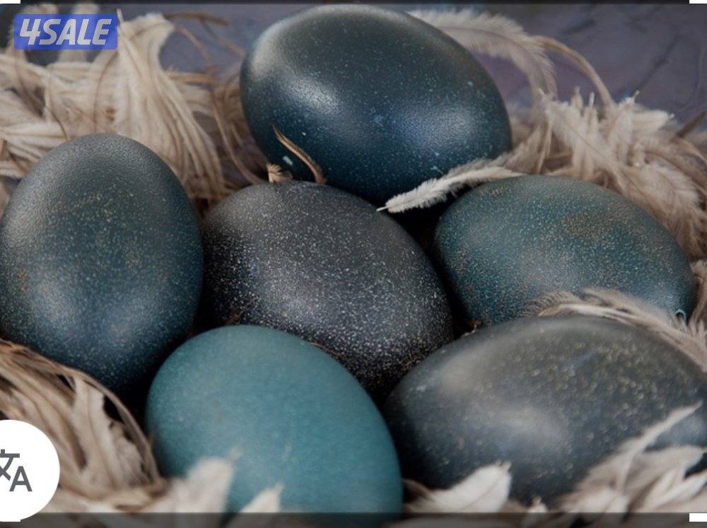 للبيع بيض نعام للانتاج0