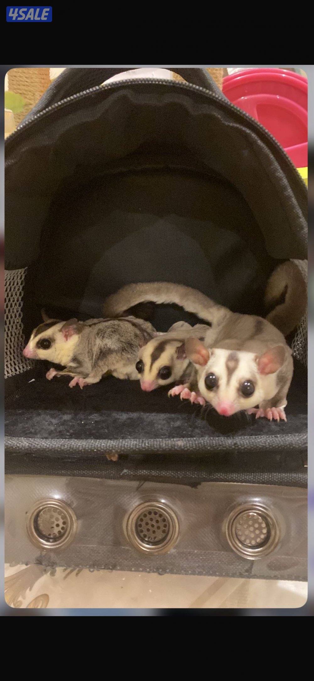 شوقر قلايدر ( سناجيب )2