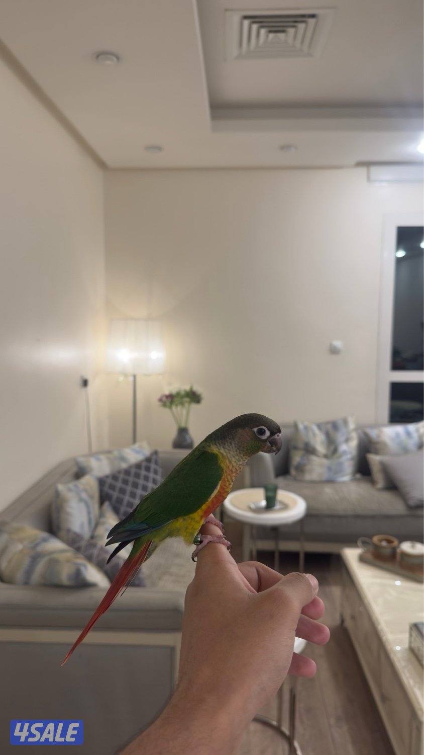 كنيور قرين شيك0