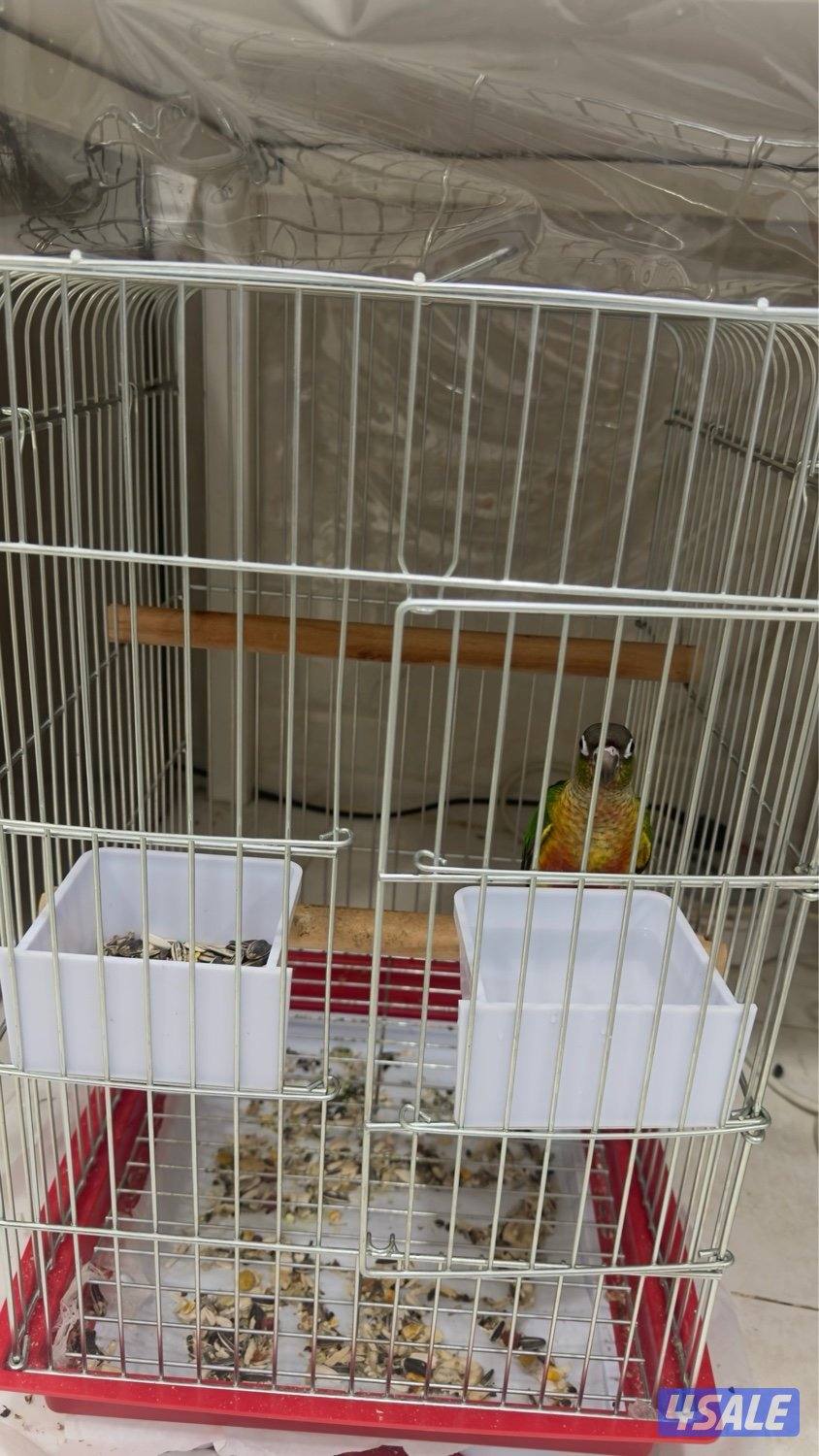 كنيور قرين شيك1