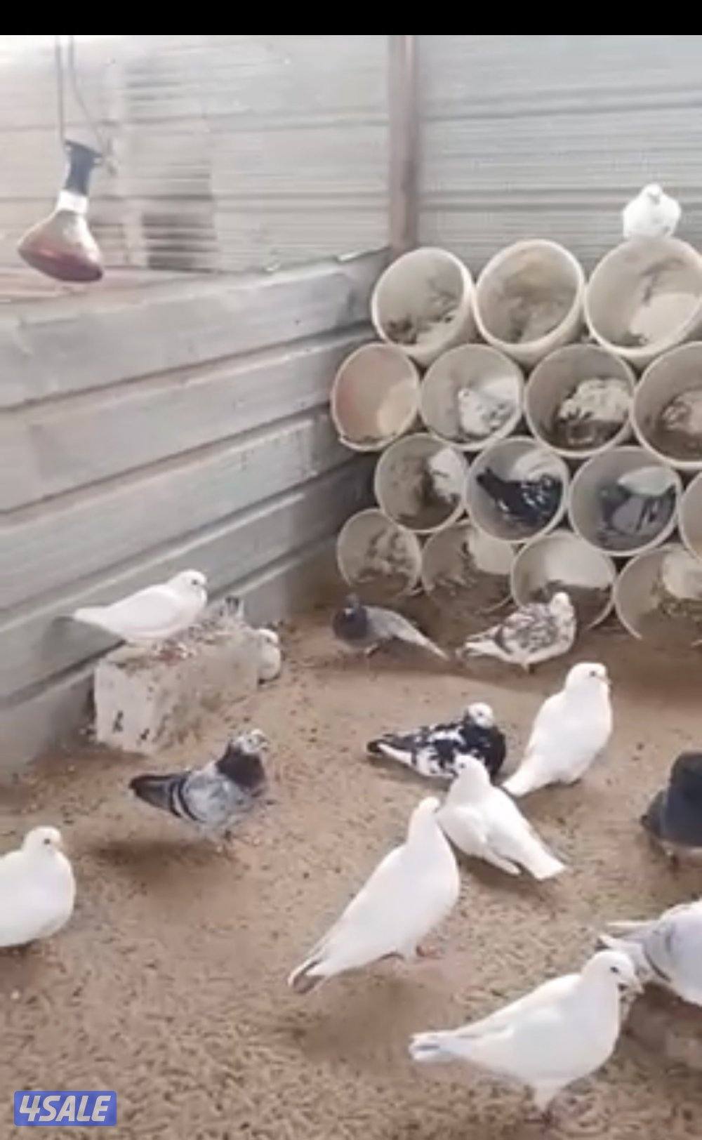 ازواج لاحم0