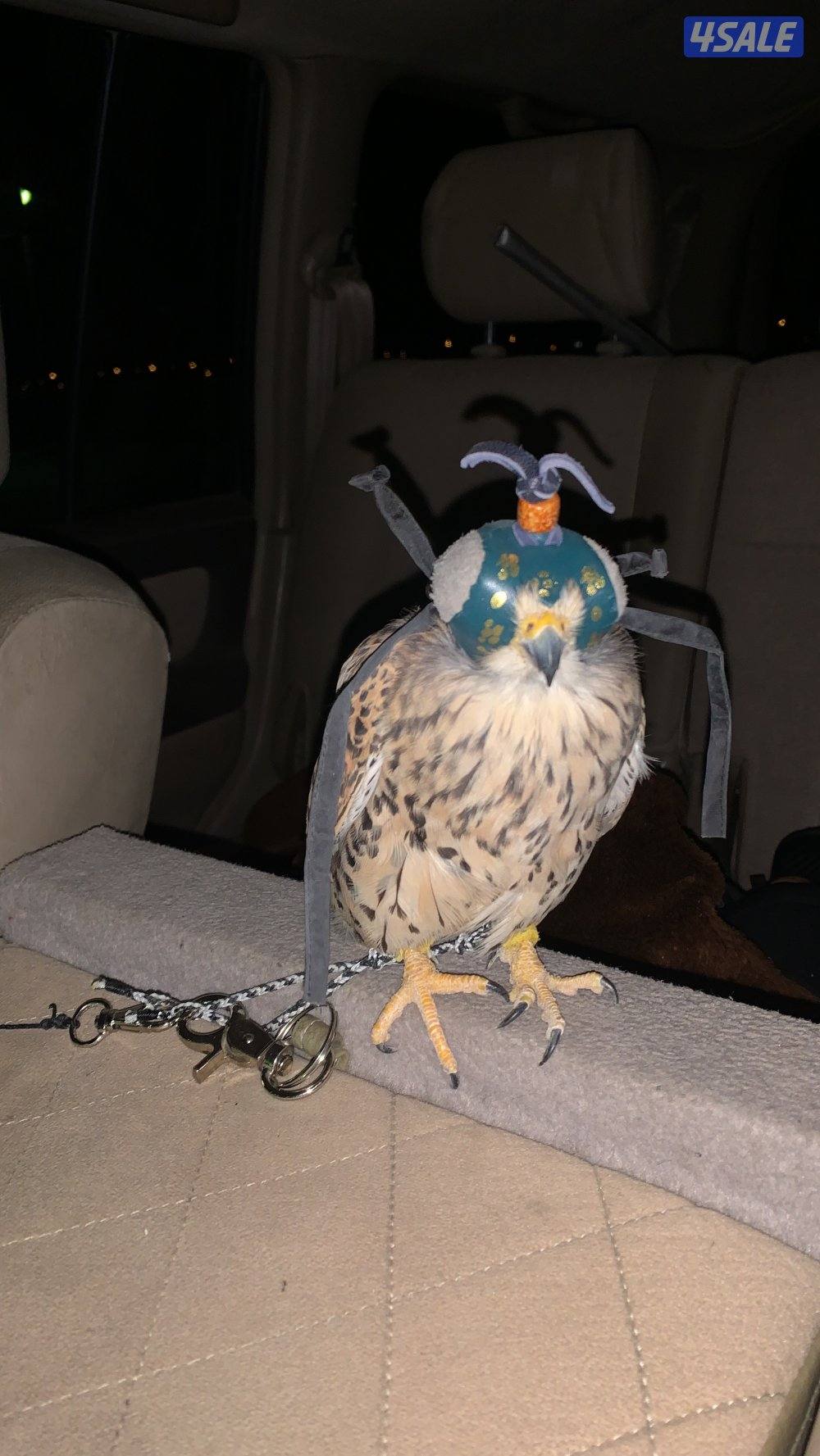 للبيع طيور0