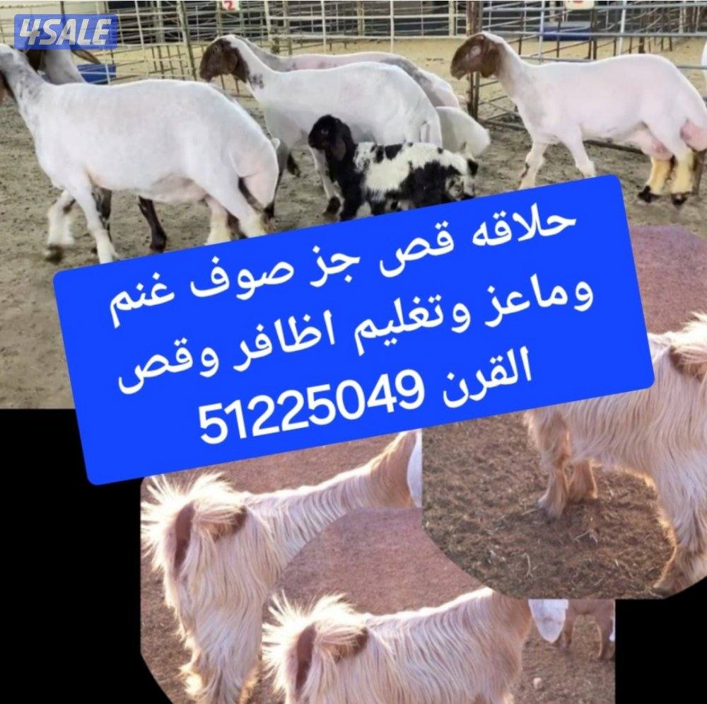 حلاقه قص جز غنم وماعز وتقليم أظافر وقص القرن0