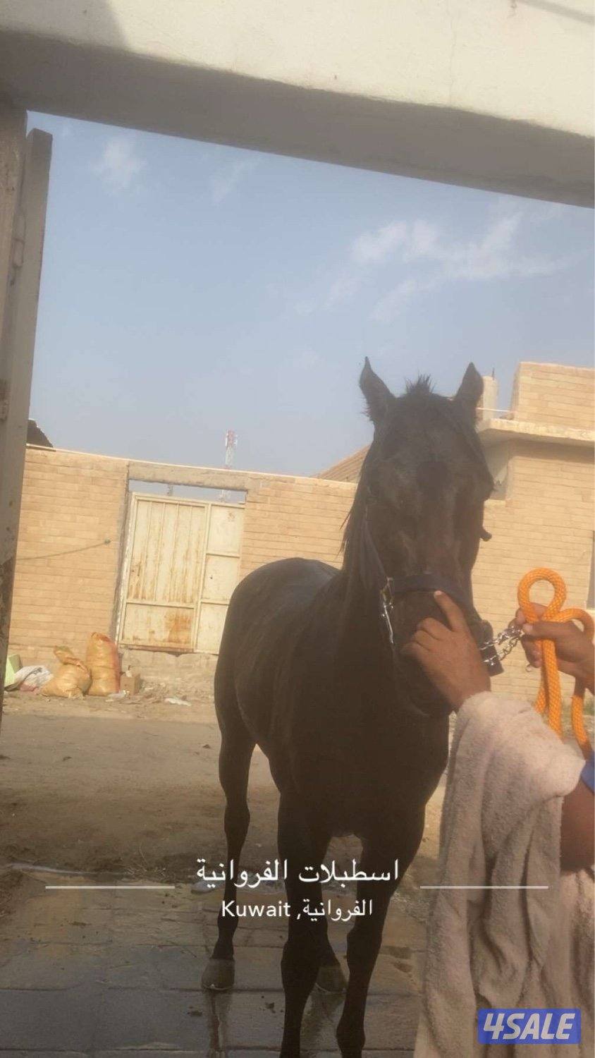 حصان انجليزي بيعه سريعه0