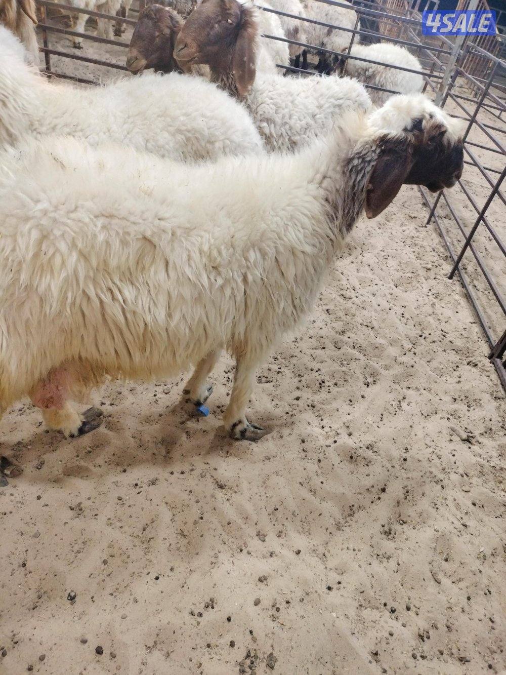 نشتري غنم ومعزا العدد مفتوح ودفع كاش طليان مطافيل جلد0