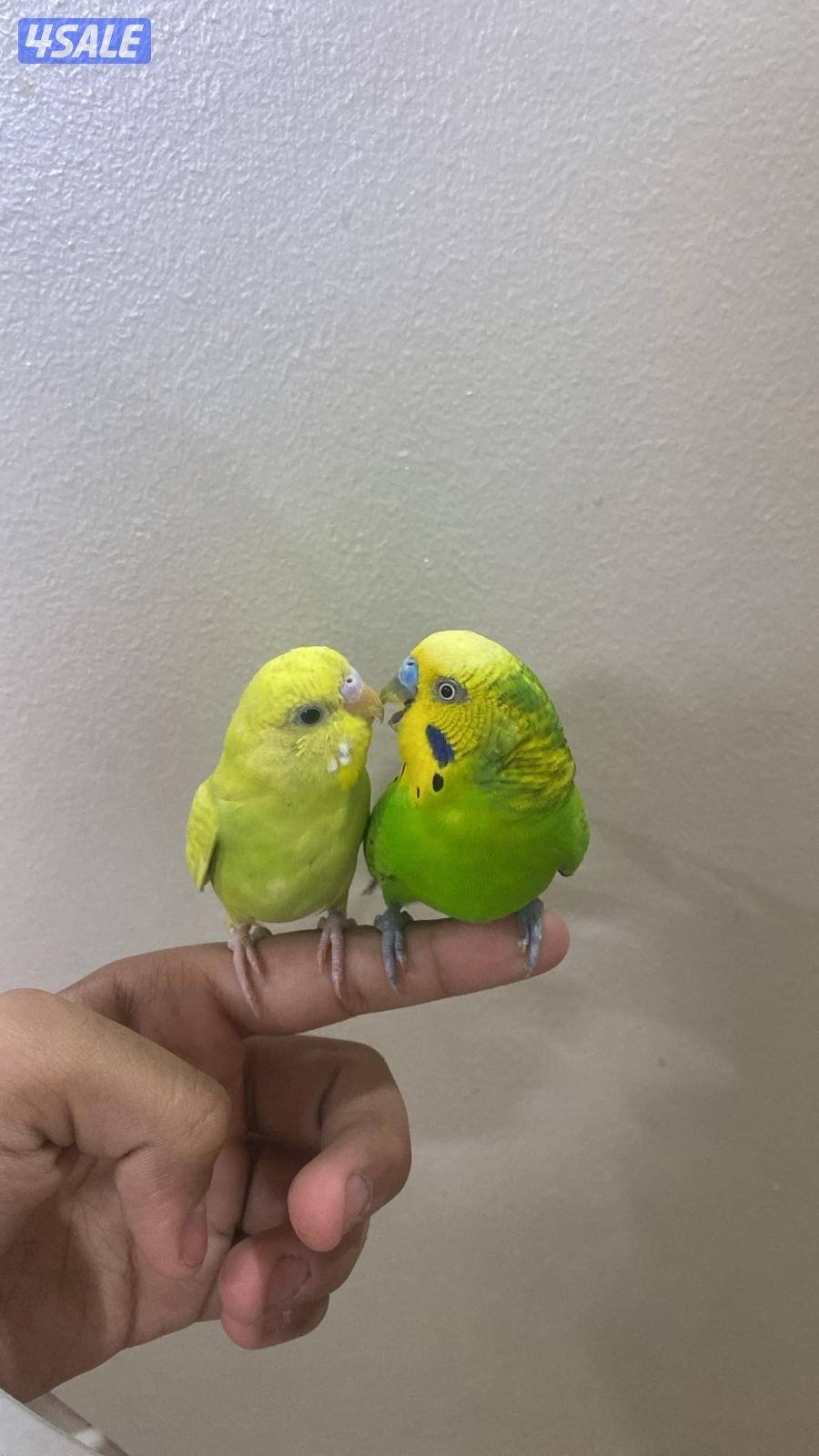 طيور حب ربوه شامل القفص والاكل والصحه ممتازه1