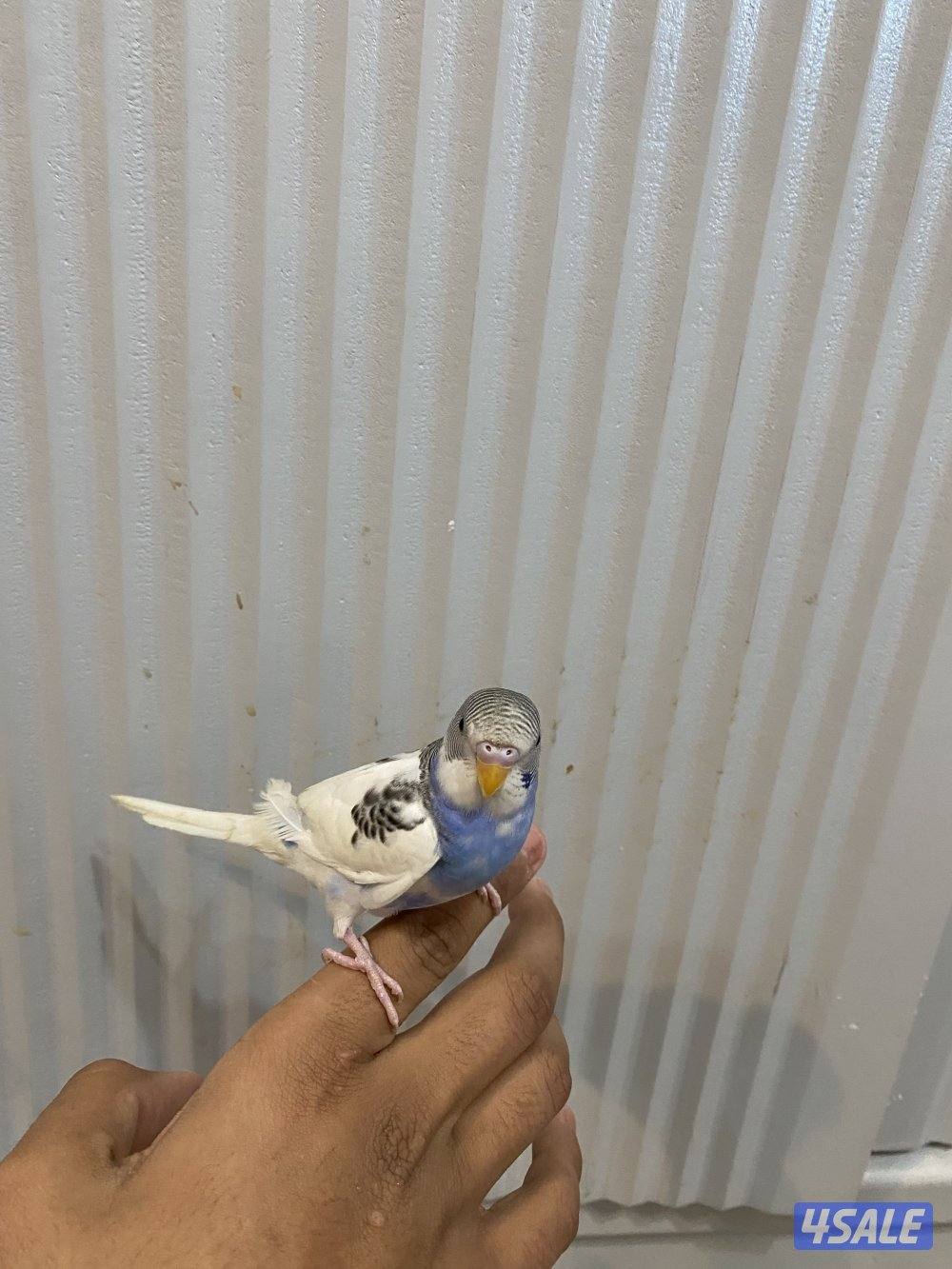 طيور حب ربوه شامل القفص والاكل والصحه ممتازه2