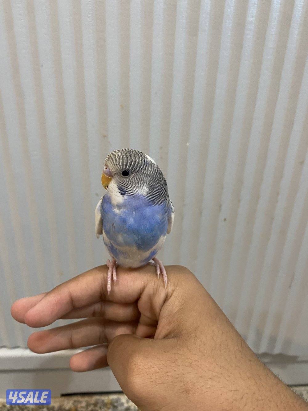 طيور حب ربوه شامل القفص والاكل والصحه ممتازه3