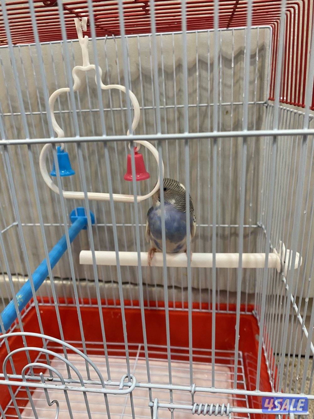 طيور حب ربوه شامل القفص والاكل والصحه ممتازه4