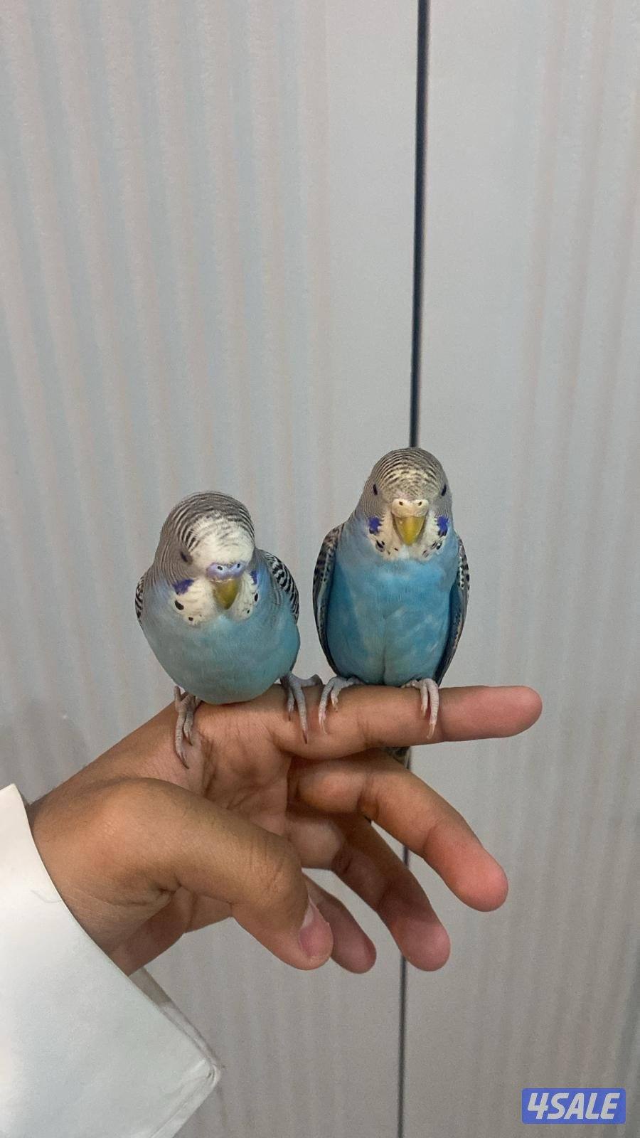 طيور حب ربوه شامل القفص والاكل والصحه ممتازه5