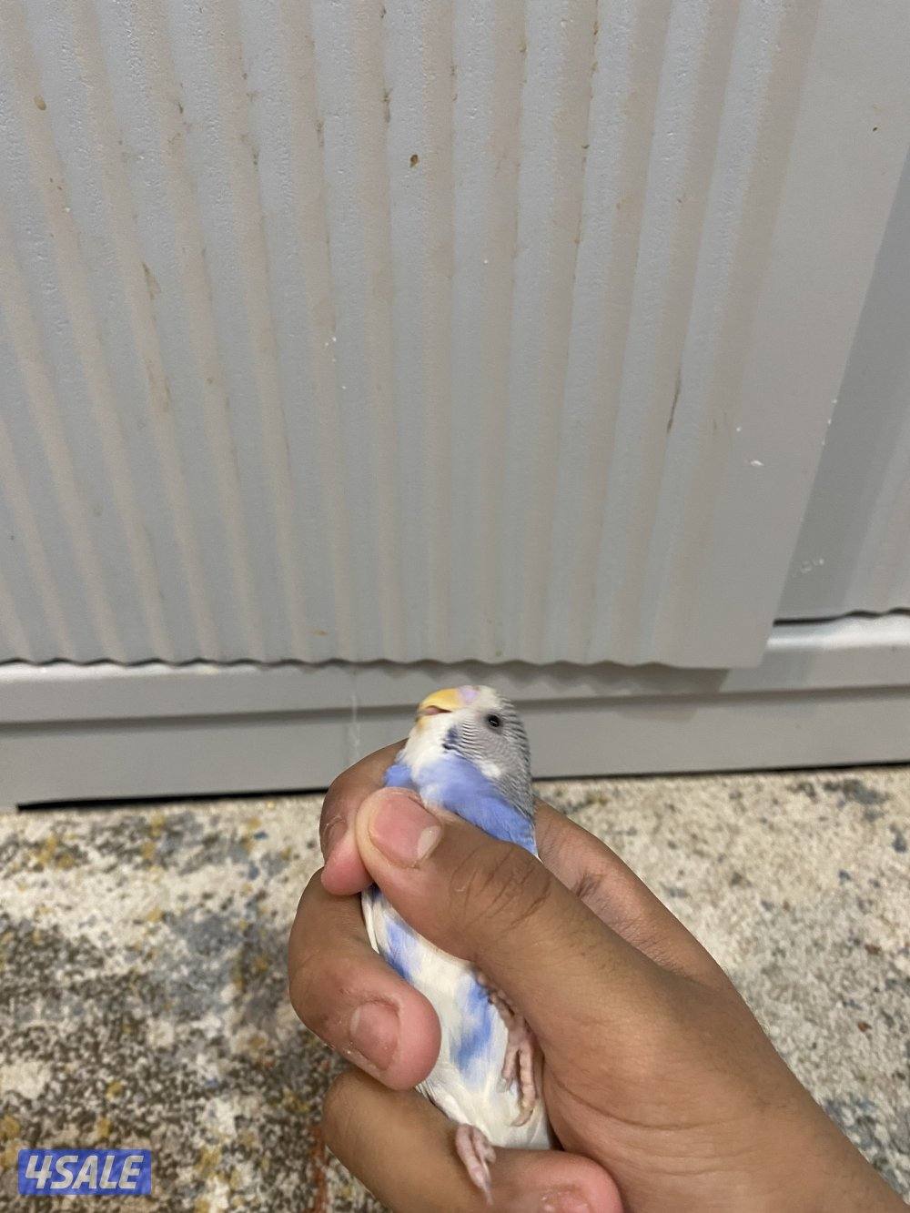 طيور حب ربوه شامل القفص والاكل والصحه ممتازه6