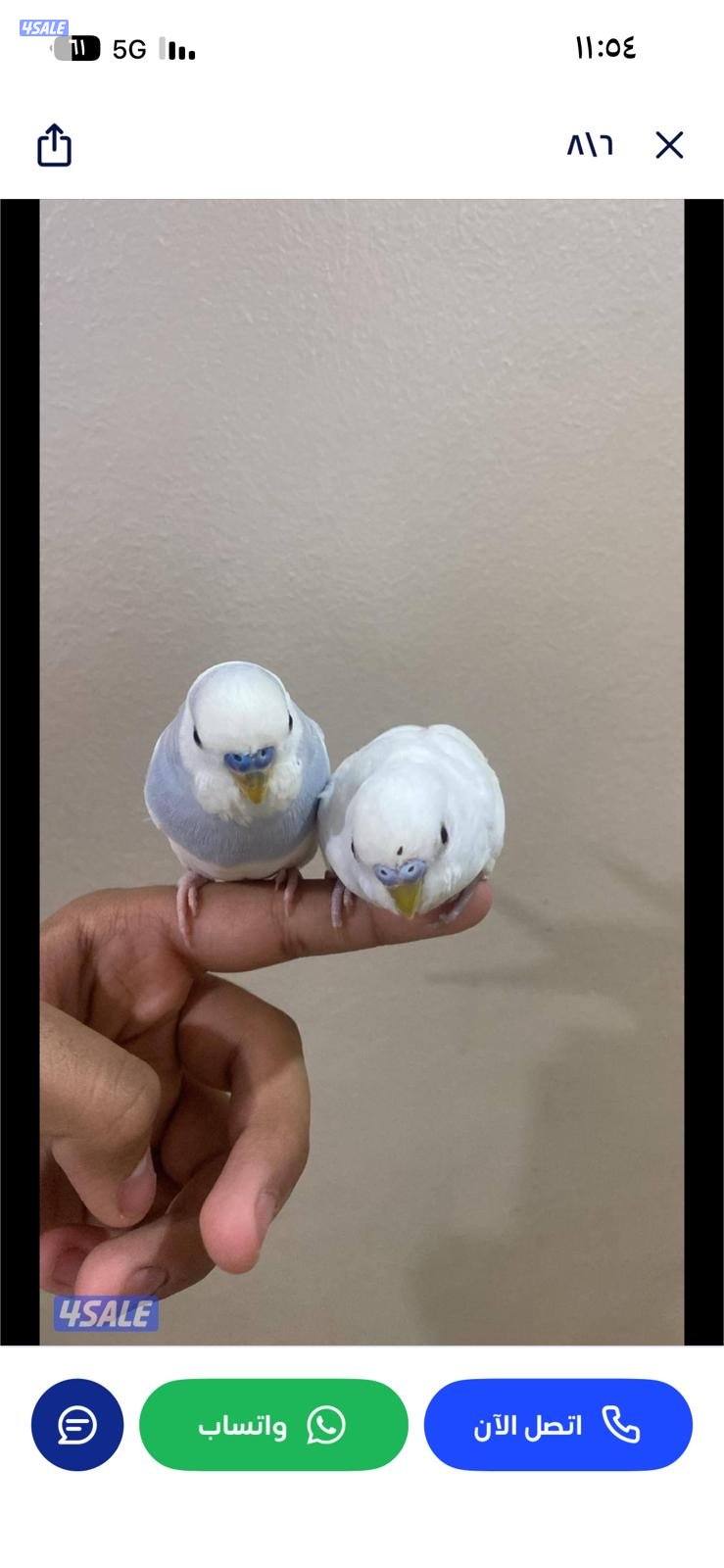 طيور حب ربوه شامل القفص والاكل والصحه ممتازه0