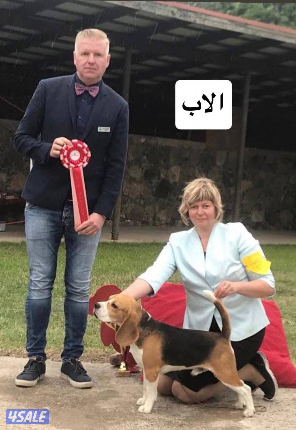 For sale champion bloodline beagle puppy.0