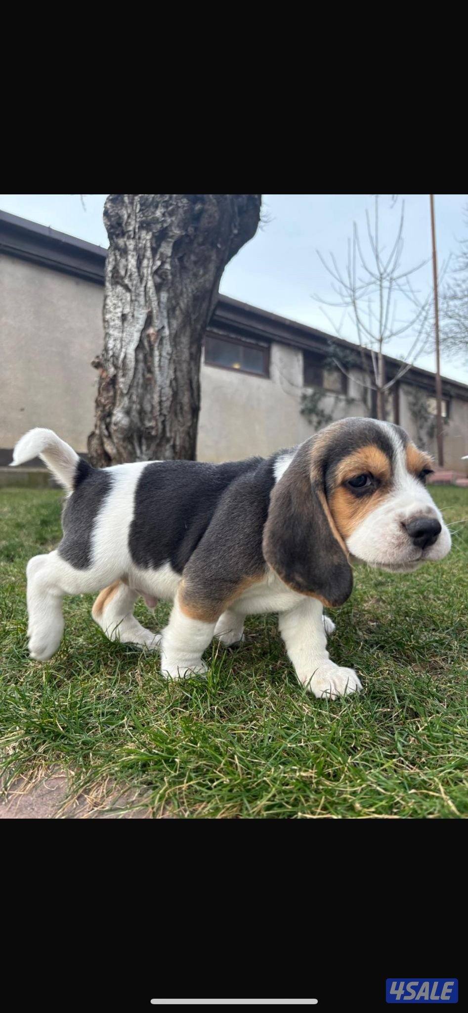 For sale champion bloodline beagle puppy.1