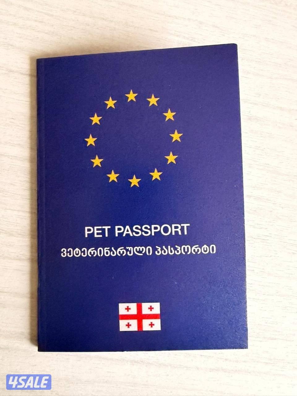 For sale champion bloodline beagle puppy.2