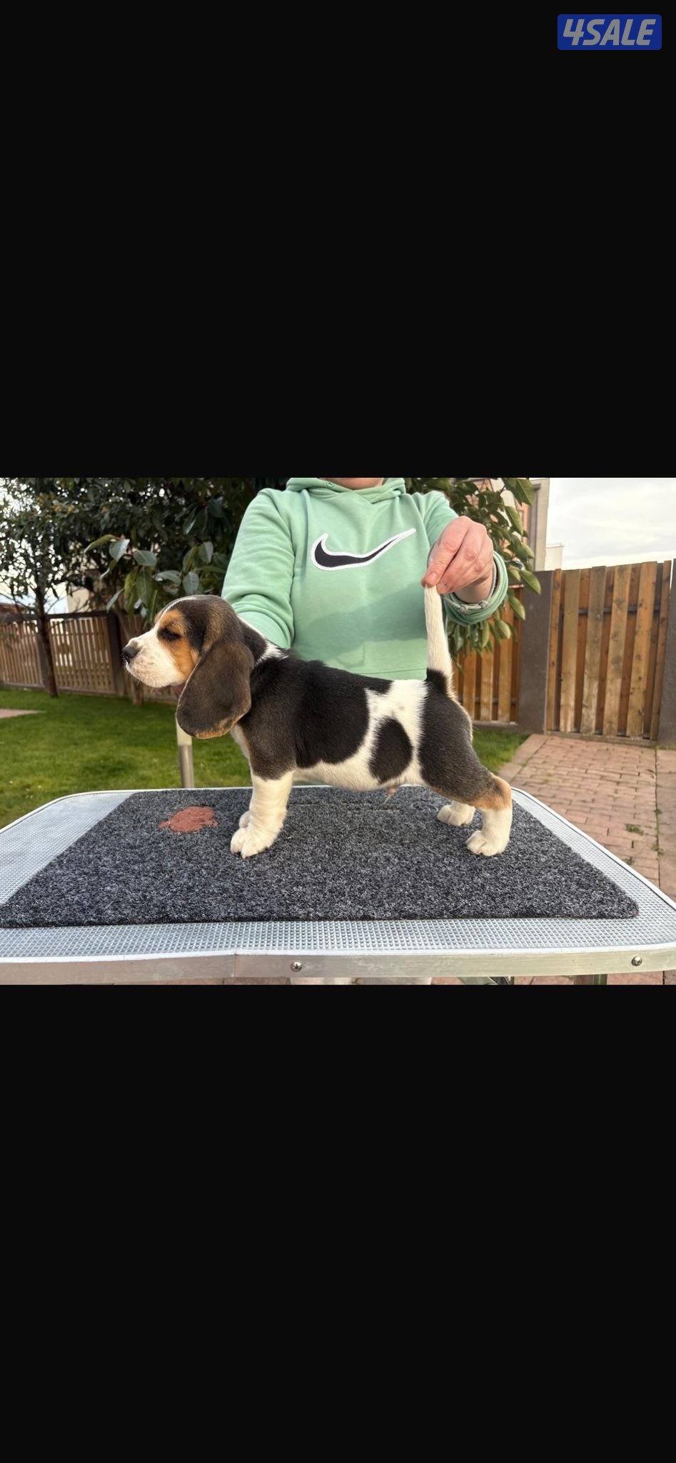 For sale champion bloodline beagle puppy.3