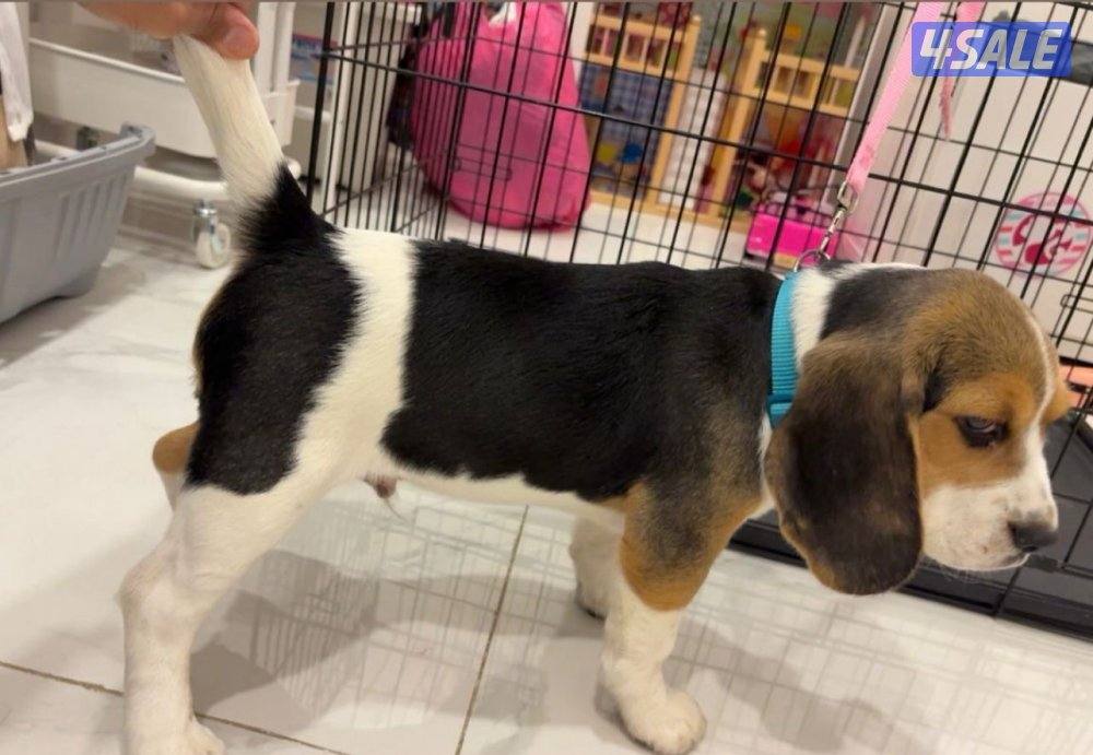 For sale champion bloodline beagle puppy.4
