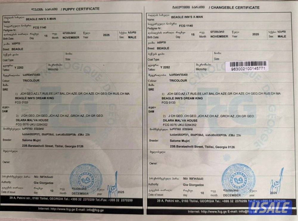 For sale champion bloodline beagle puppy.5