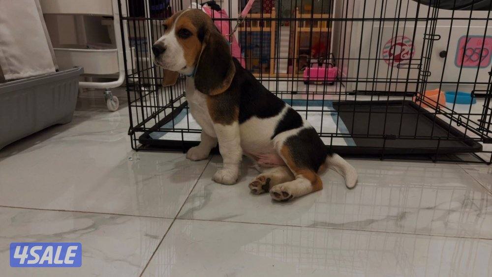 For sale champion bloodline beagle puppy.7