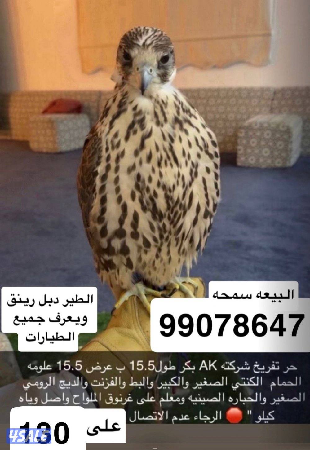 كل شي مكتوب بل إعلان0