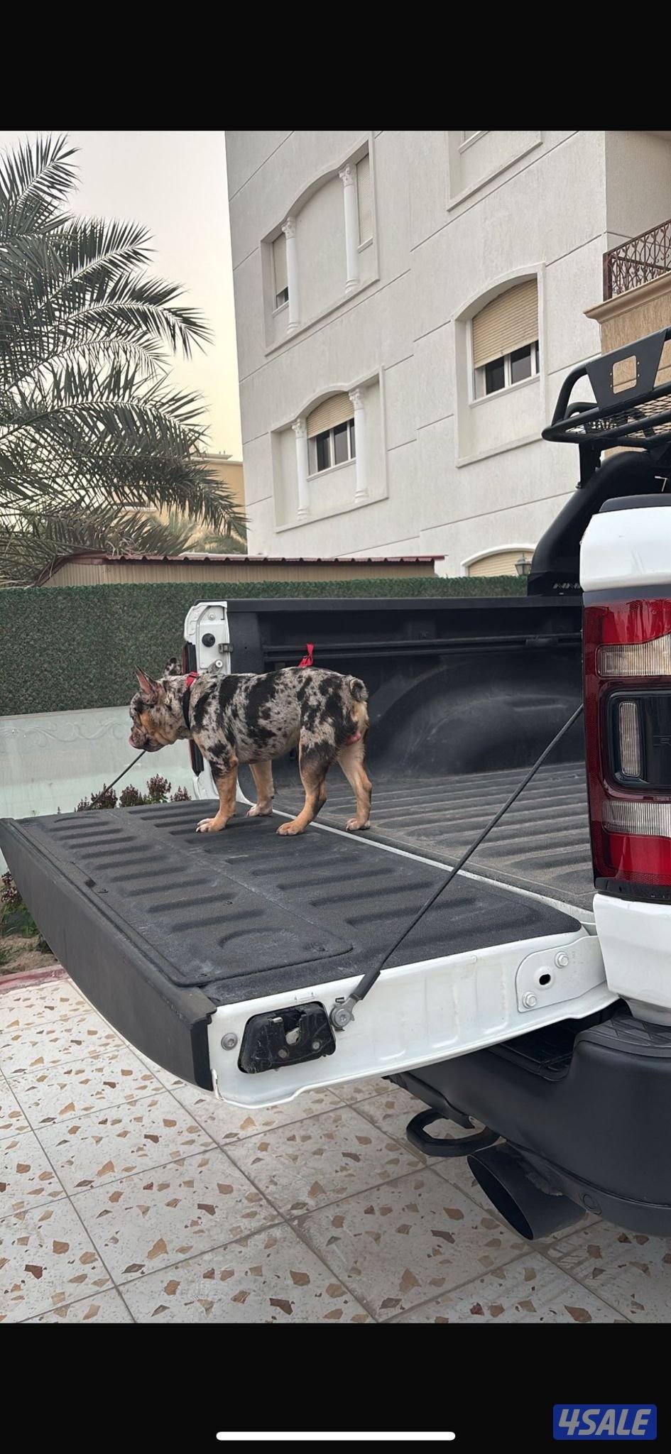 فرنش بول دوق0