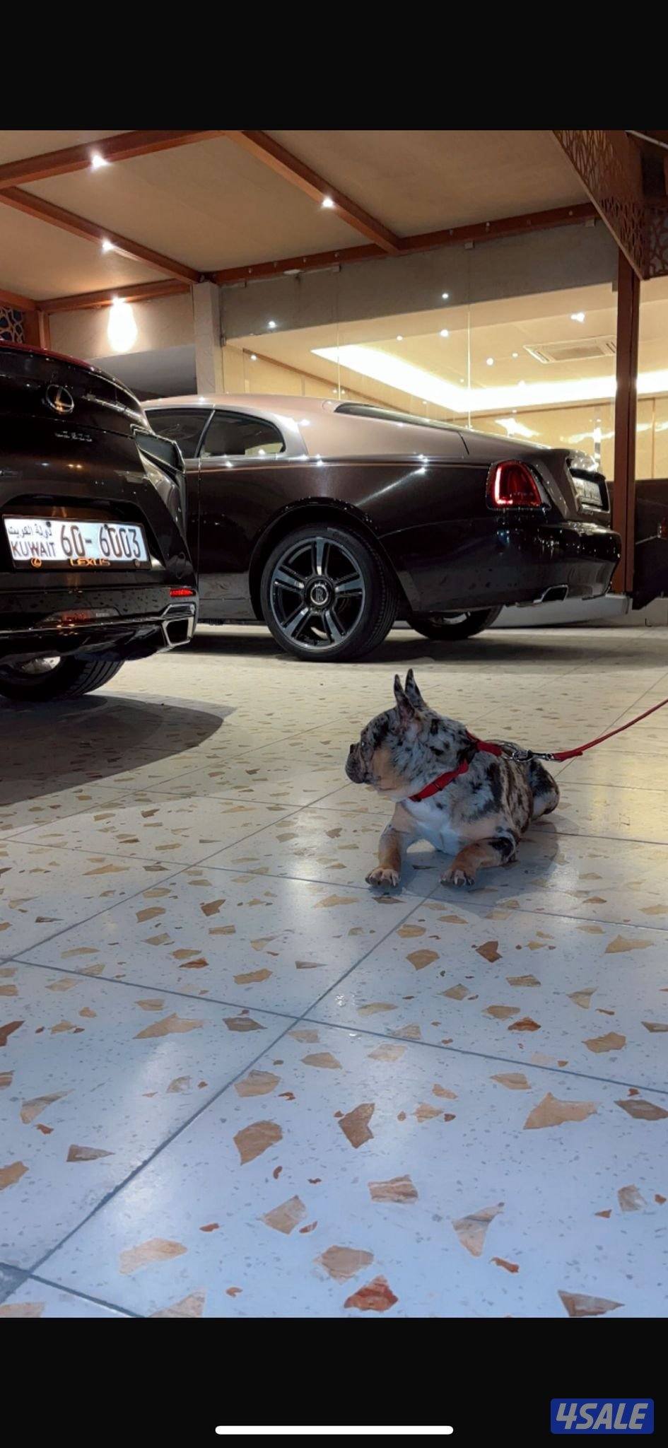 فرنش بول دوق1