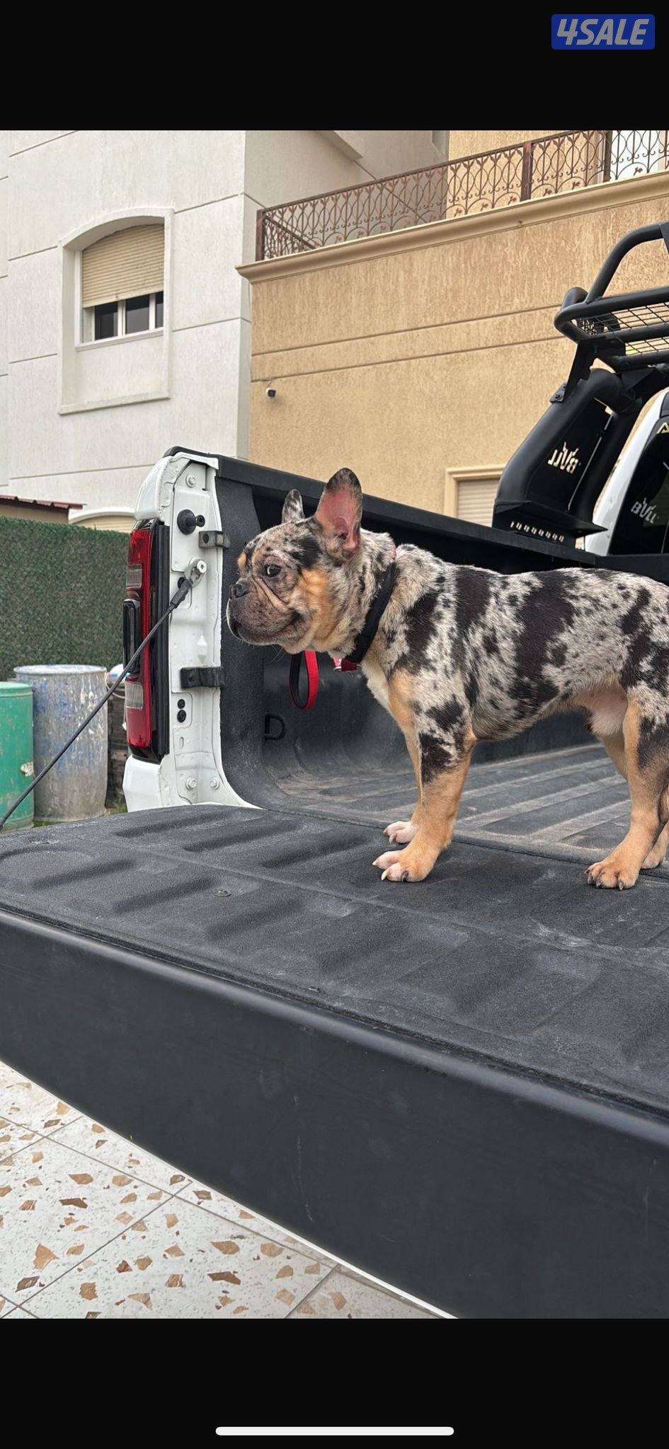 فرنش بول دوق2