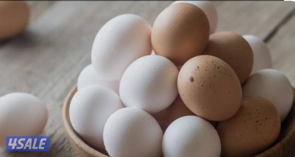 للبيع بيض عربي ٢٤ حبه0