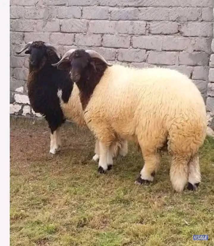 جميع مناطق الكويت ابو علي0