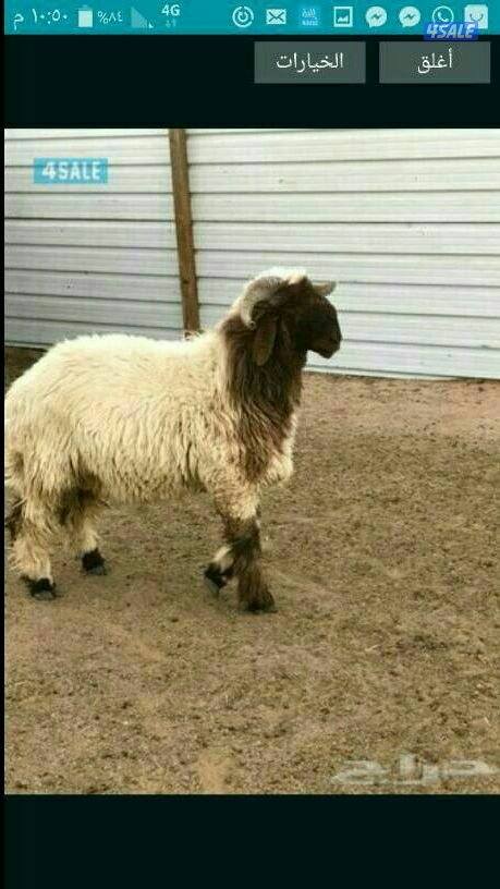 جميع مناطق الكويت ابو علي1