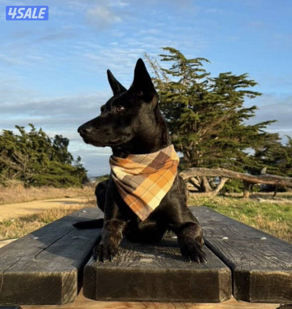 Belgian Malinois جودة عاليه جداً مستوى عالي ومتدرب تدريب مكثف0