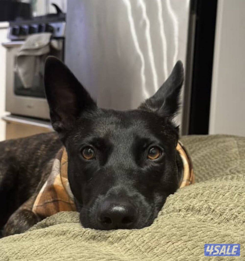 Belgian Malinois جودة عاليه جداً مستوى عالي ومتدرب تدريب مكثف1