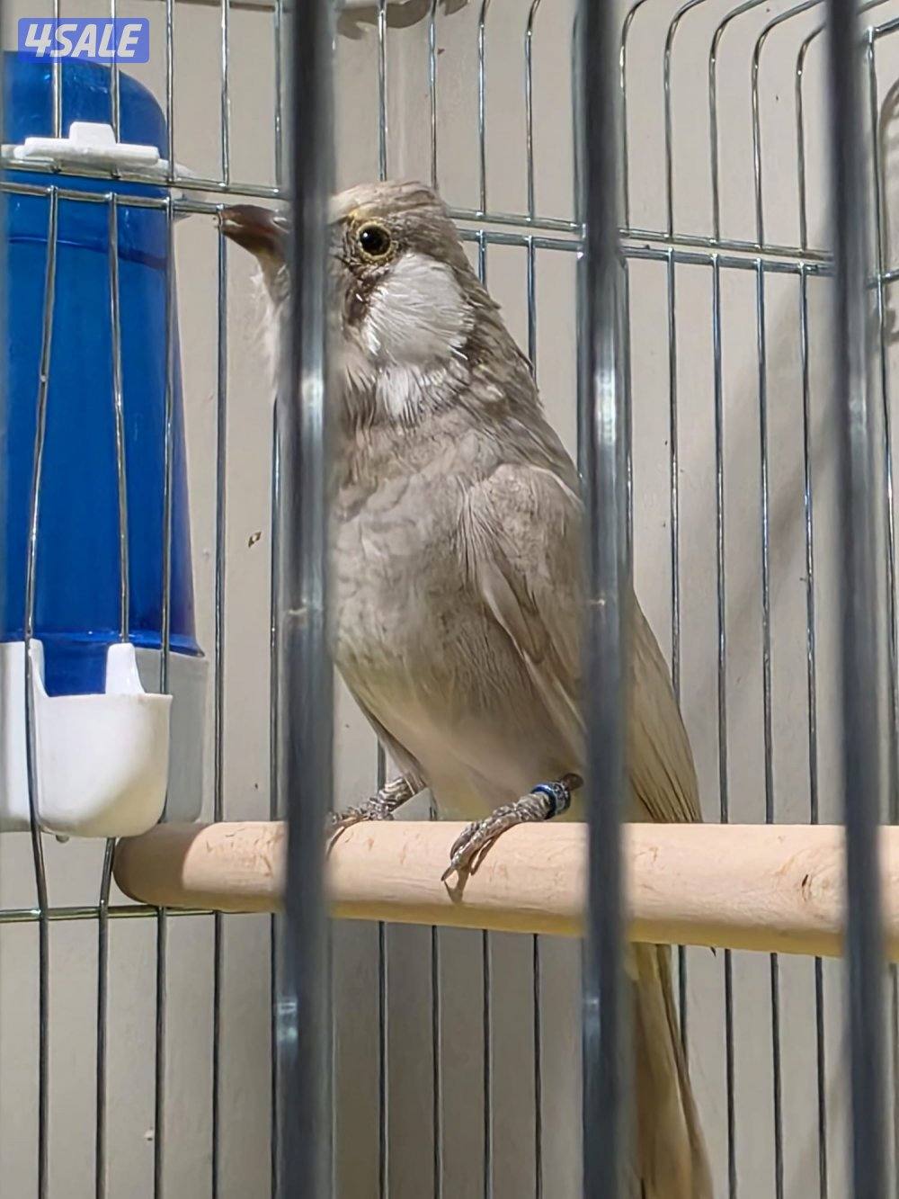 بلبل عراقي لون مميز و نادر ربوة قفص0