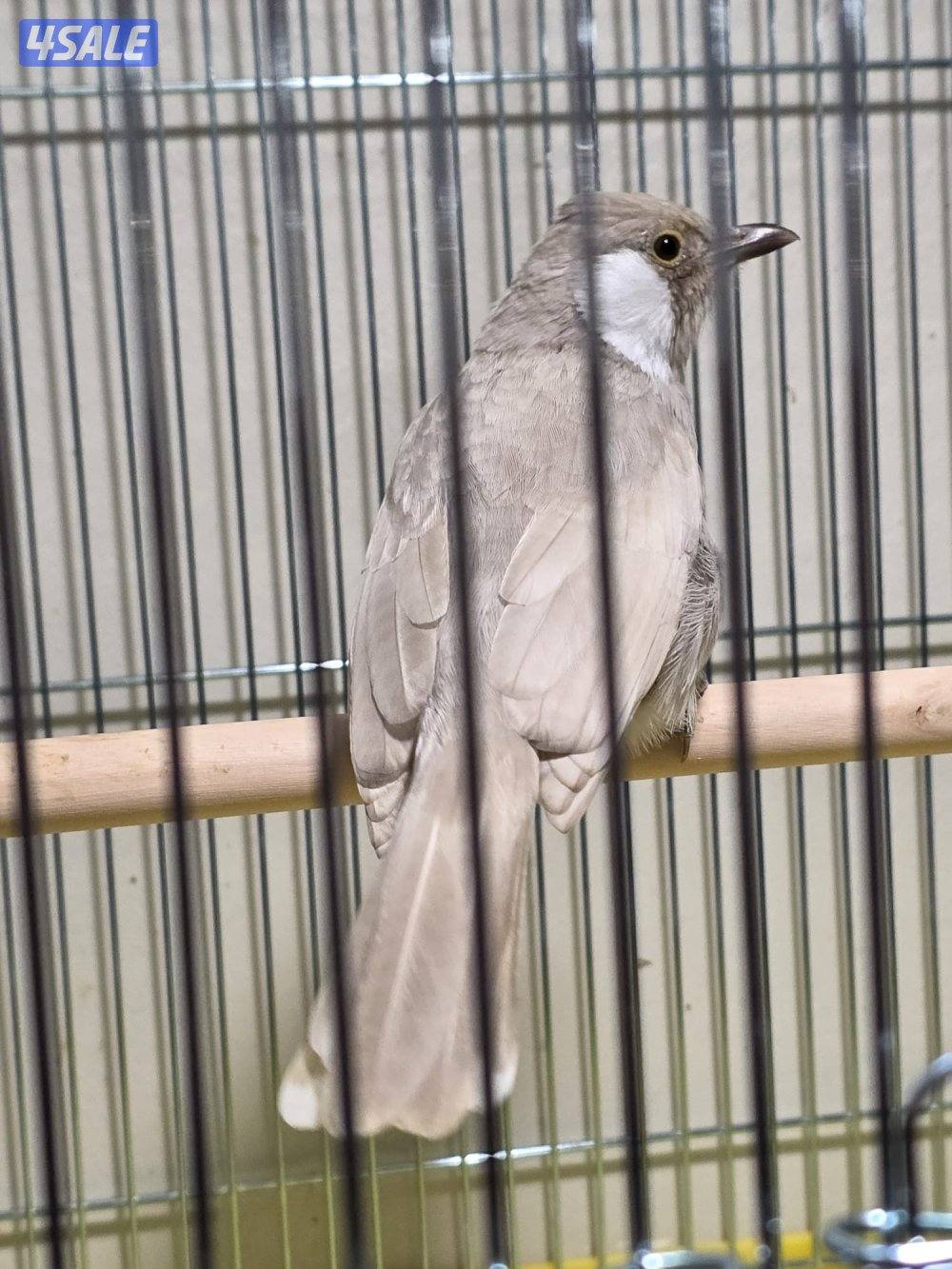 بلبل عراقي لون مميز و نادر ربوة قفص1