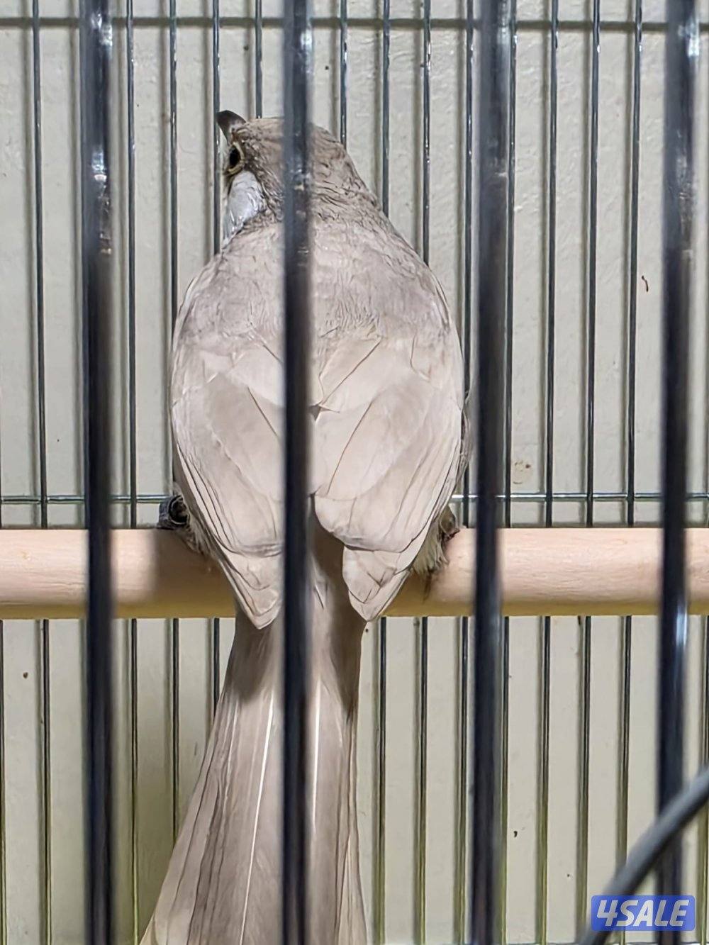 بلبل عراقي لون مميز و نادر ربوة قفص2