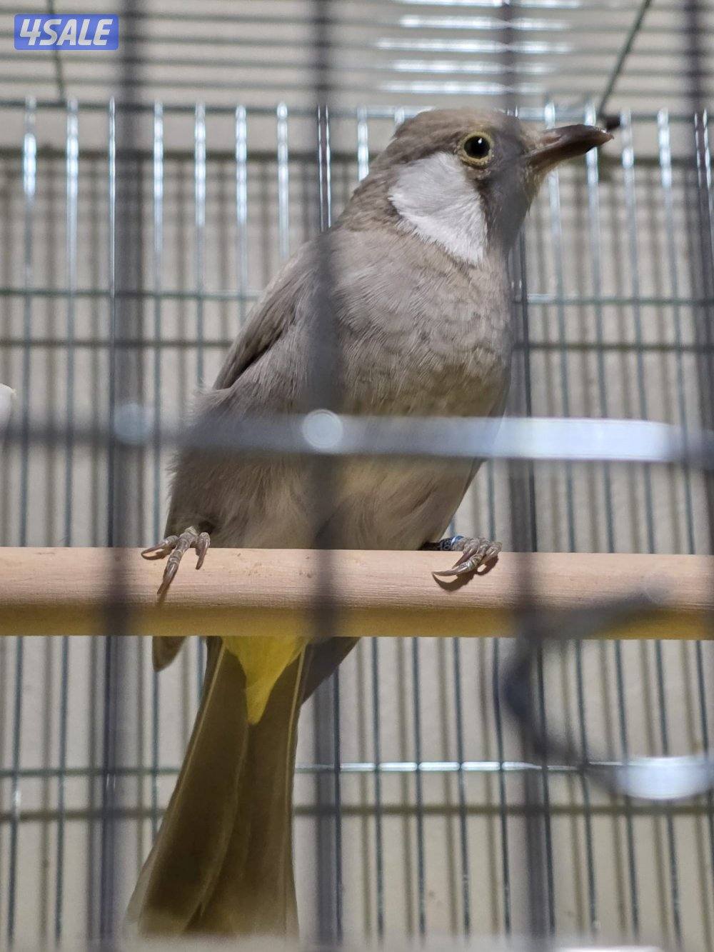 بلبل عراقي لون مميز و نادر ربوة قفص3