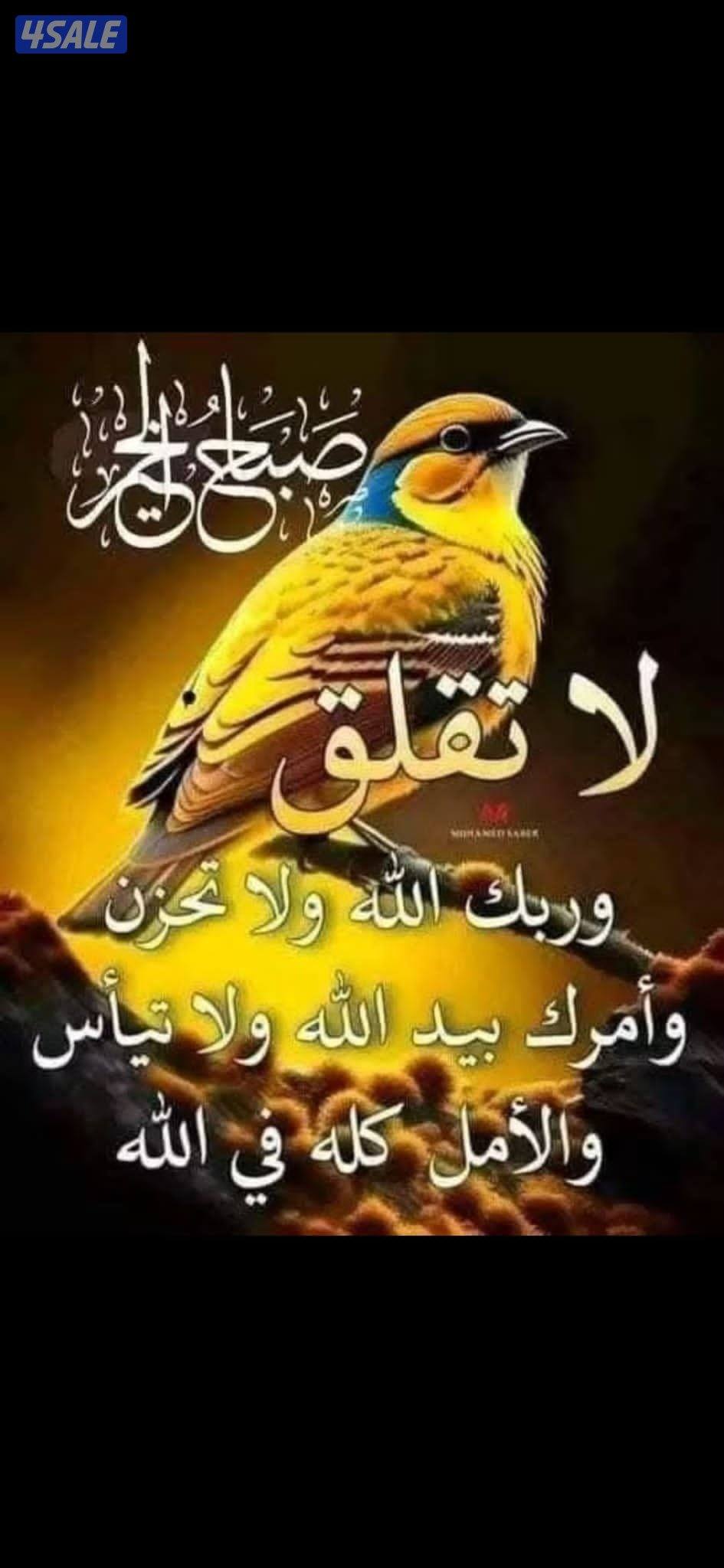 سوداني ابحث عن عمل اضافي فترة مسائية0