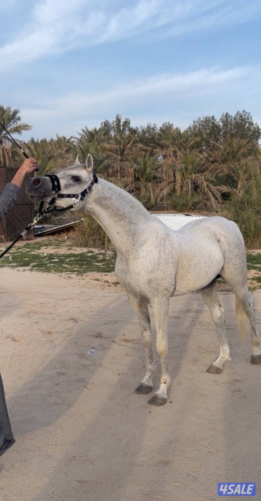 للبيع الفحل غزال ولد حبيبي حفيد دبليو جسدس0