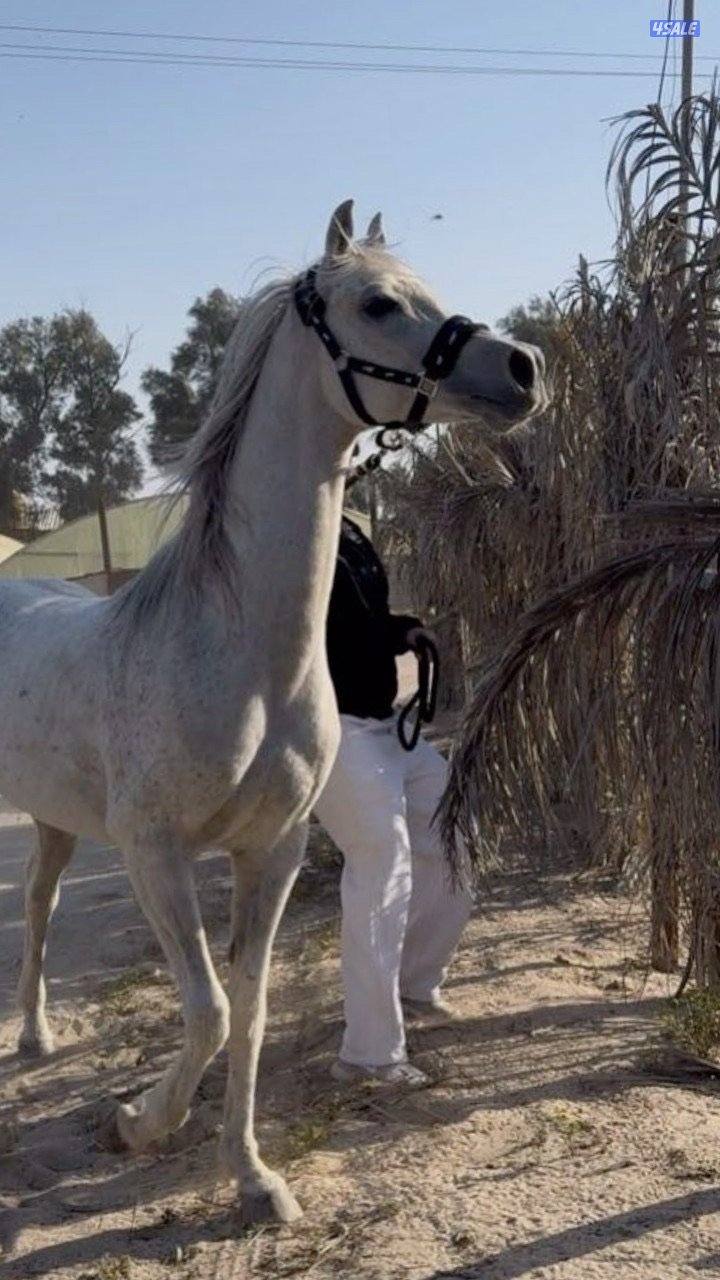 للبيع الفحل غزال ولد حبيبي حفيد دبليو جسدس2