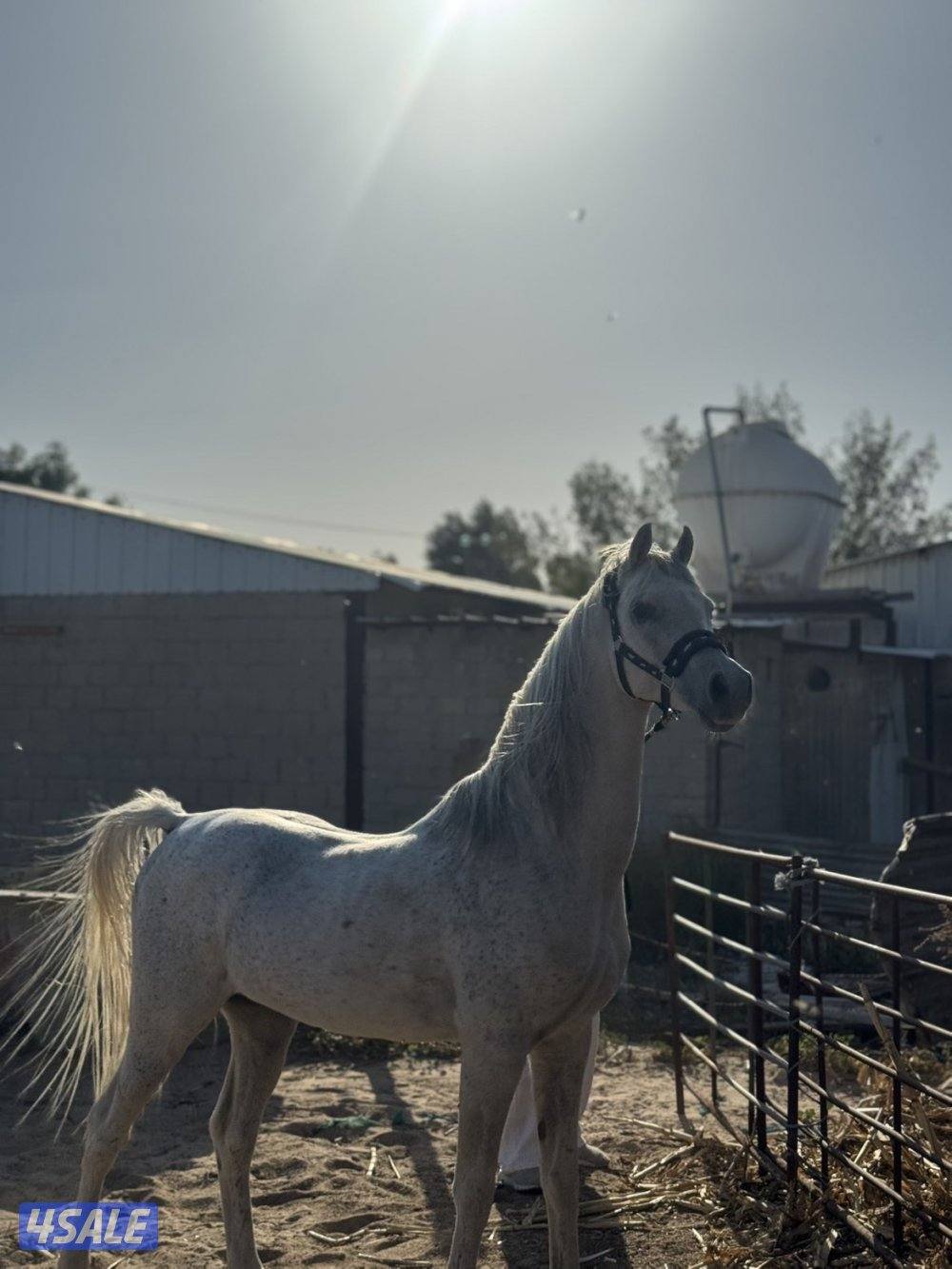 للبيع الفحل غزال ولد حبيبي حفيد دبليو جسدس4