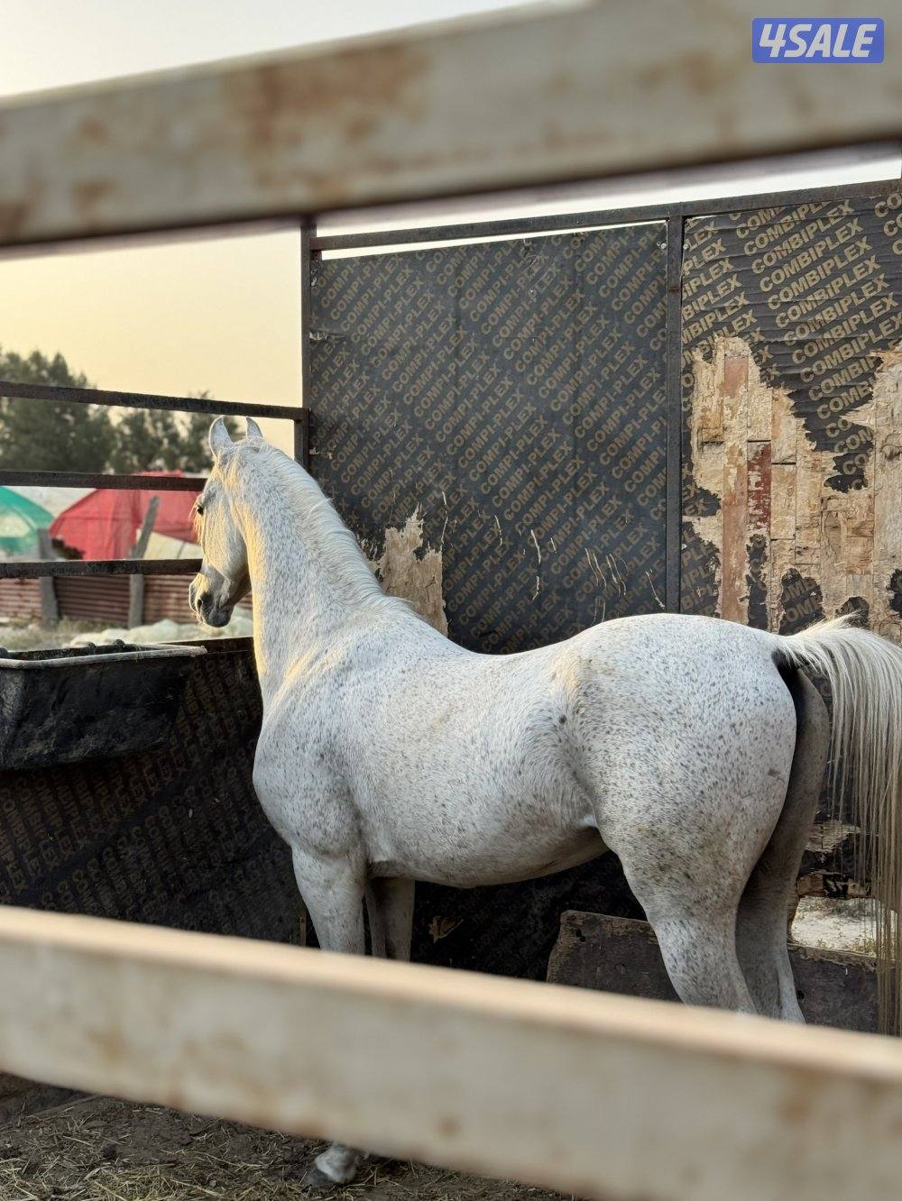 للبيع الفحل غزال ولد حبيبي حفيد دبليو جسدس5