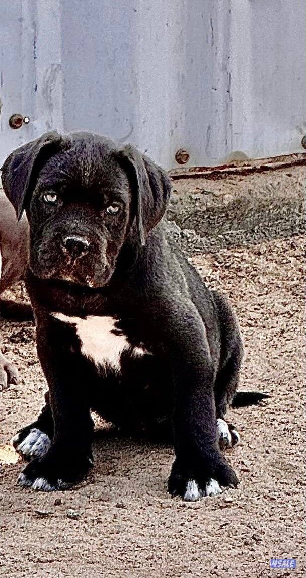 للبيع نثيتين كين كورسو احجام طيبه0