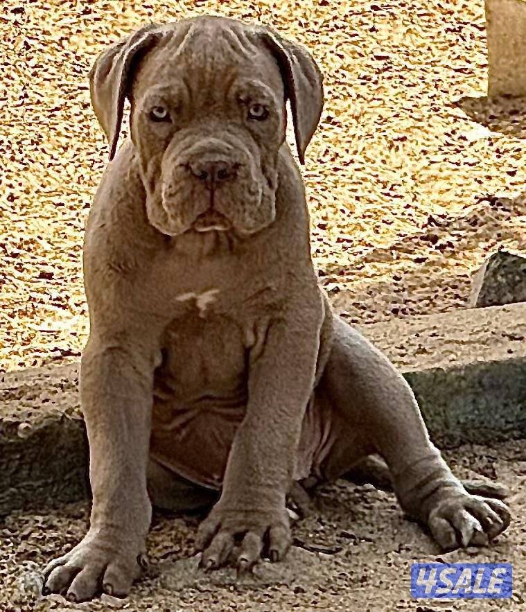 للبيع نثيتين كين كورسو احجام طيبه1