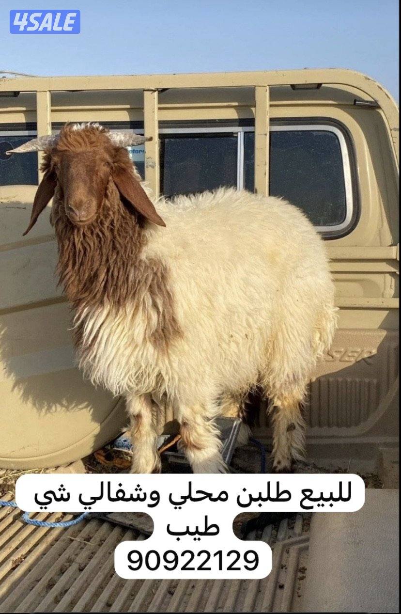 للبيع خرفان الشغالين ومحلي وسوري0