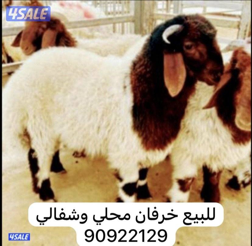 للبيع خرفان الشغالين ومحلي وسوري1