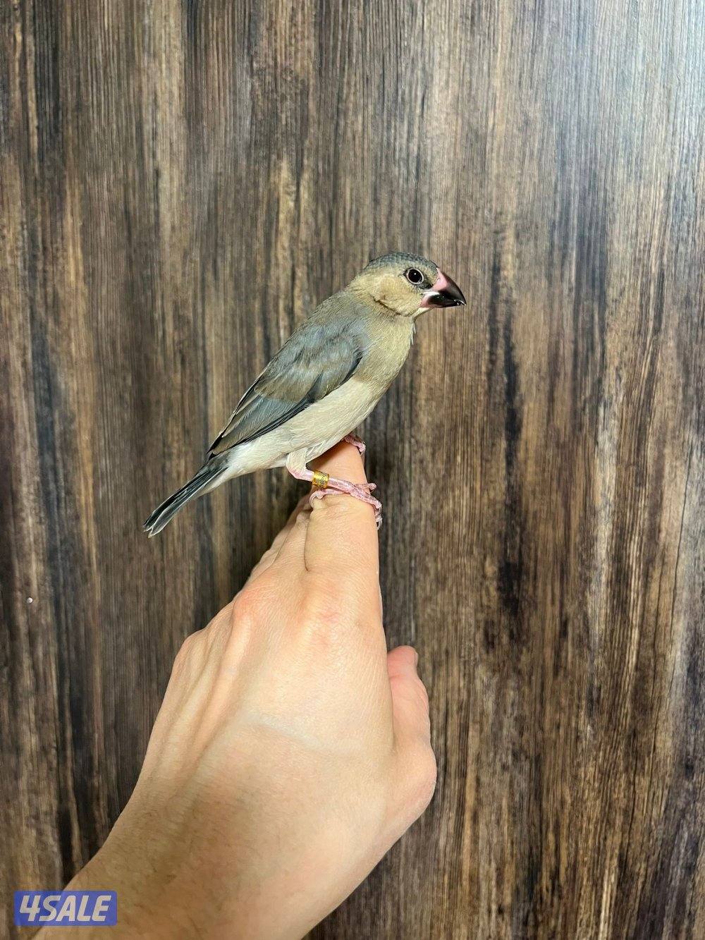 جاوا ربوة طير ونيس للكبار والصغار1