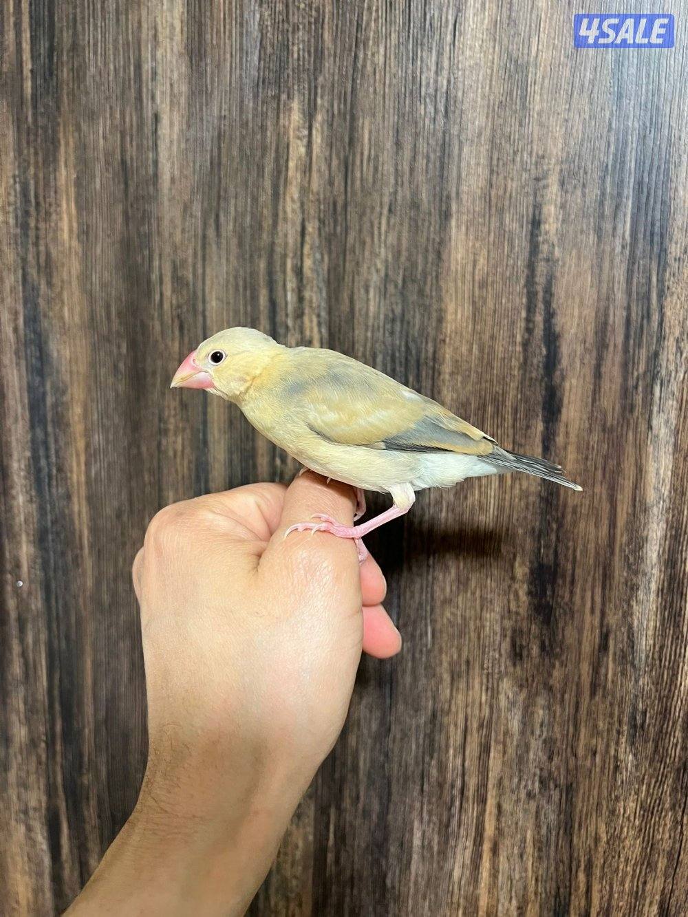 جاوا ربوة طير ونيس للكبار والصغار2