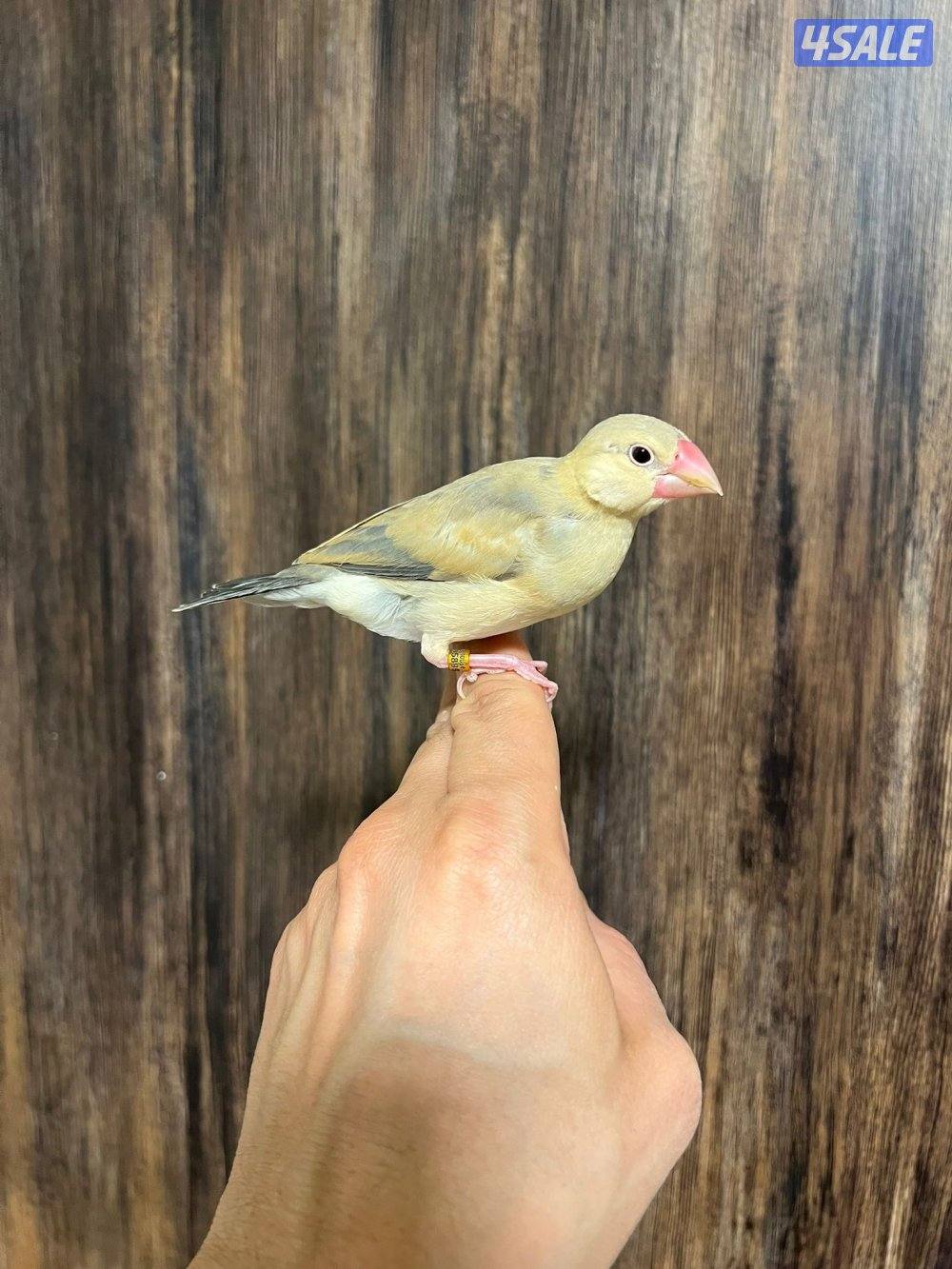 جاوا ربوة طير ونيس للكبار والصغار3