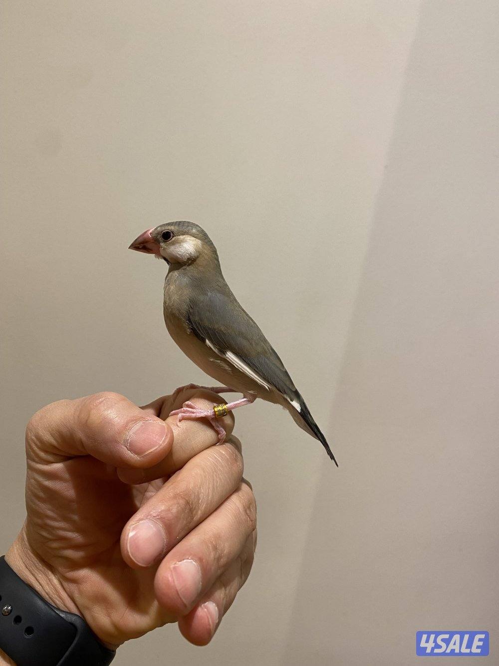 جاوا ربوة طير ونيس للكبار والصغار4