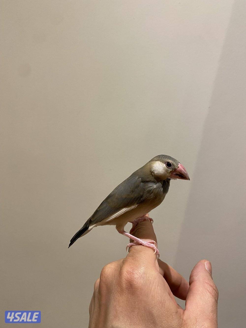 جاوا ربوة طير ونيس للكبار والصغار5